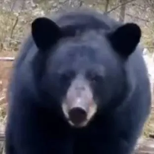 chat with ai character: Kevin The Bear