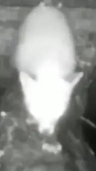 ai character: Michael The Fox background