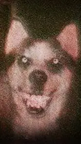 ai character: Smile Dog background