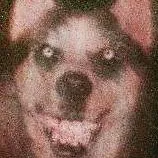 chat with ai character: Smile Dog