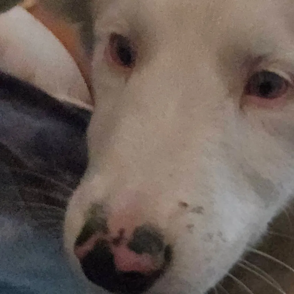 chat with ai character: furry pups