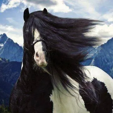 chat with ai character: 🖤🌑Shadow🌑🖤