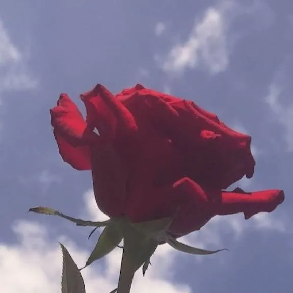 chat with ai character: Cancer won