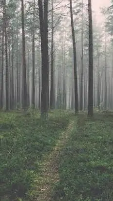 ai character: dark forest background