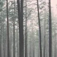 chat with ai character: dark forest