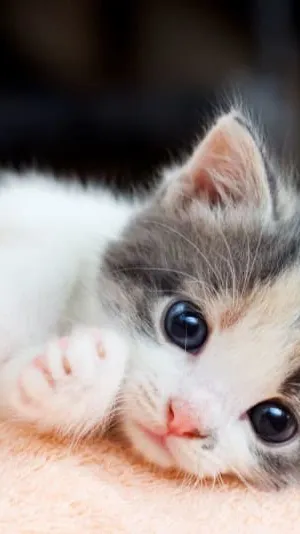 ai character: Cute kitten  background