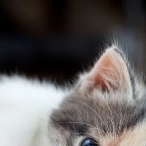 chat with ai character: Cute kitten 