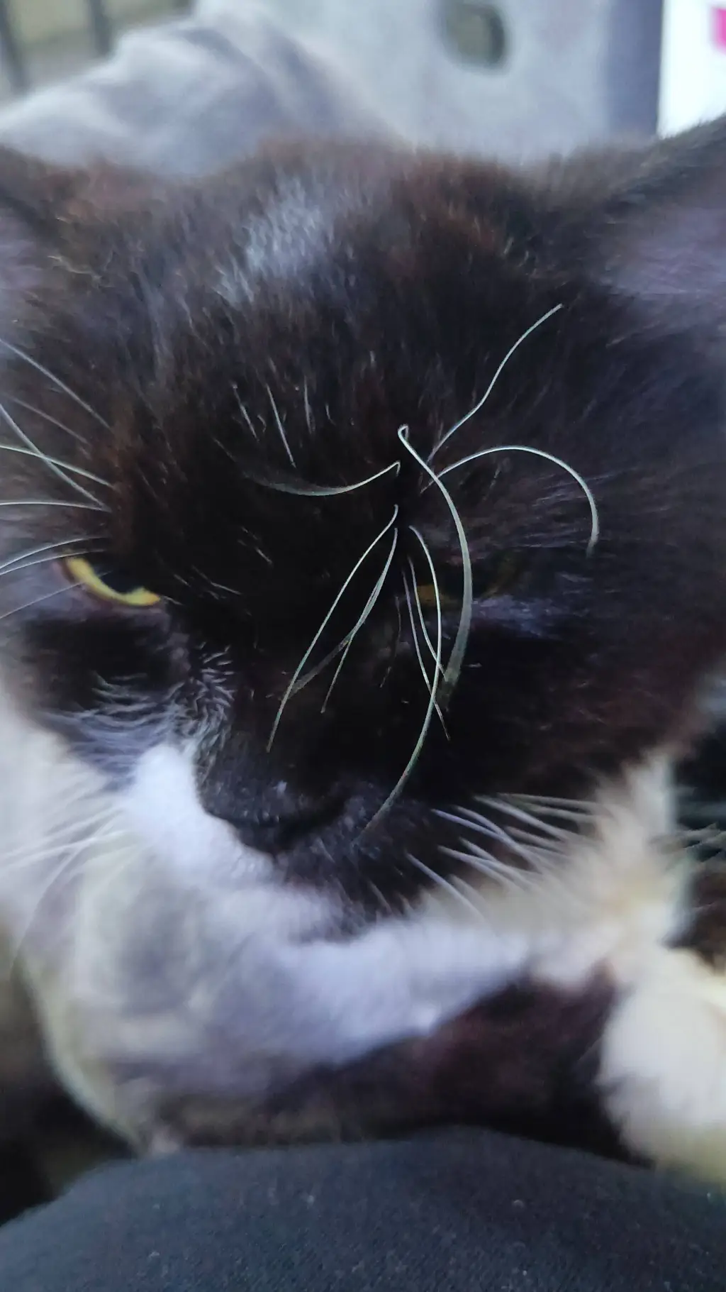 ai character: FPE hate you  background