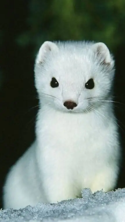 ai character: Draco is a ferret background