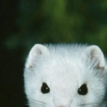 chat with ai character: Draco is a ferret