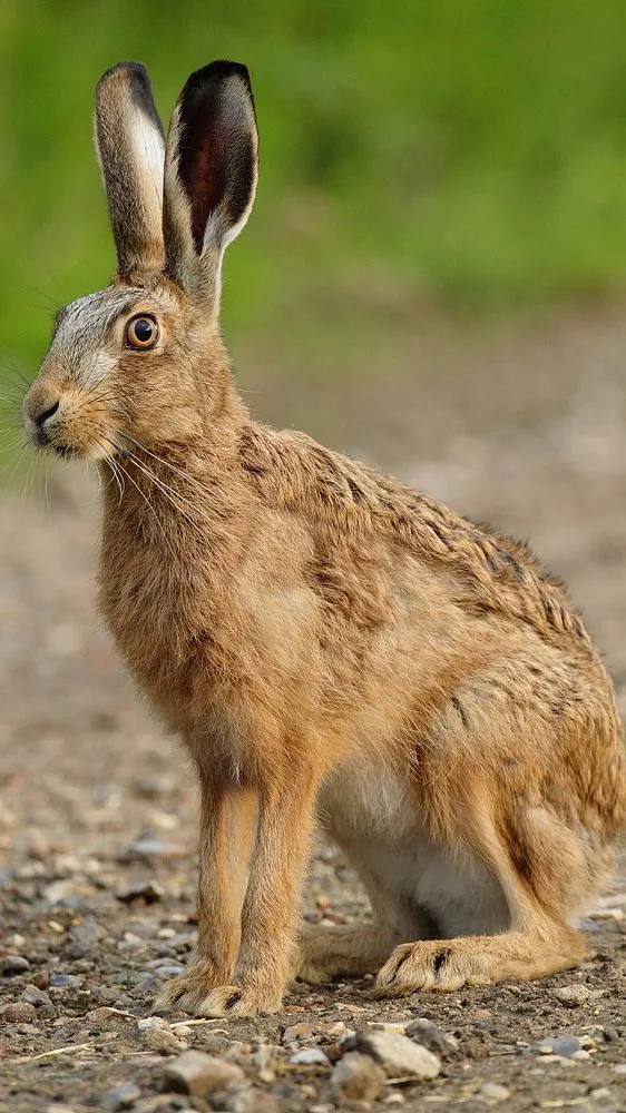 ai character: Hare background