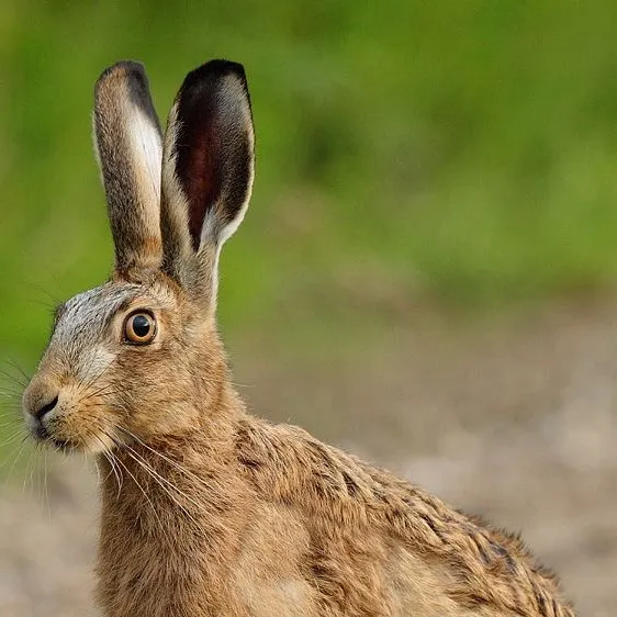 chat with ai character: Hare