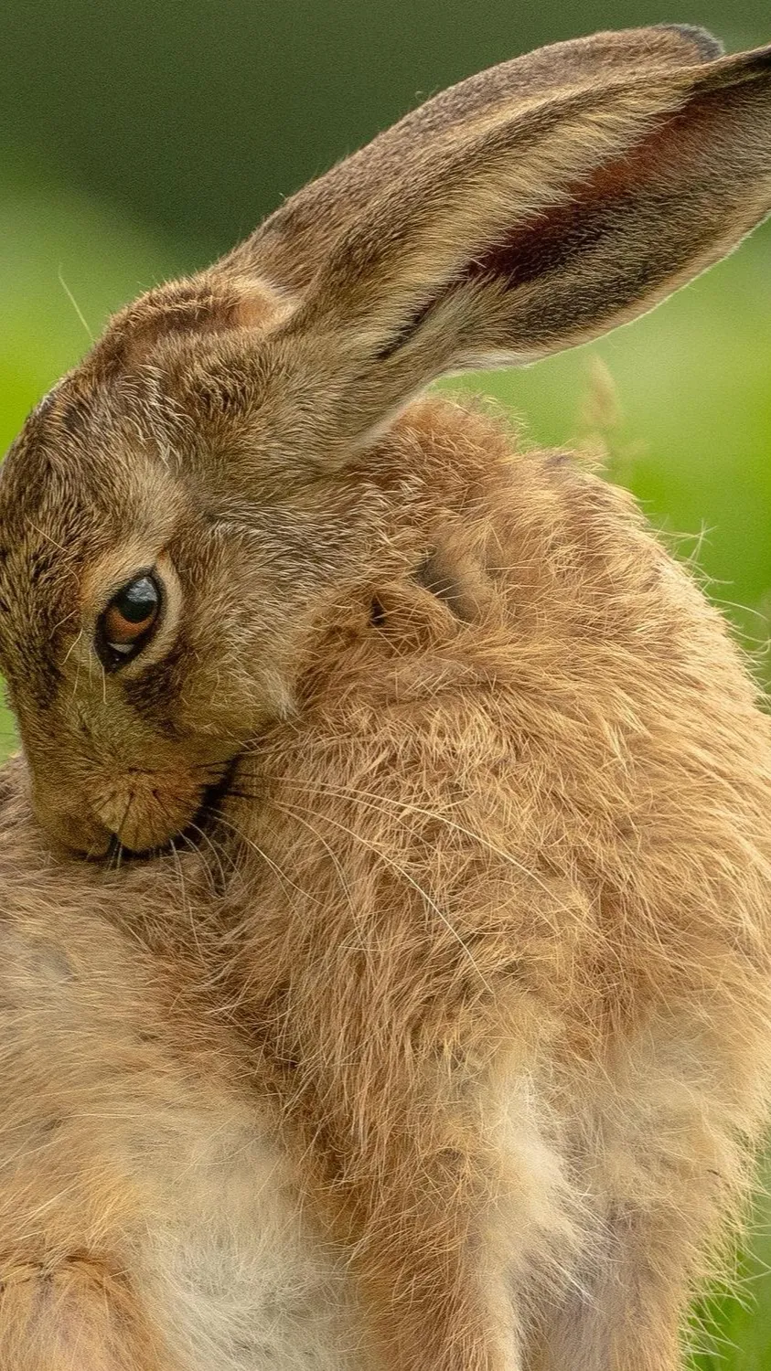 ai character: Hare background