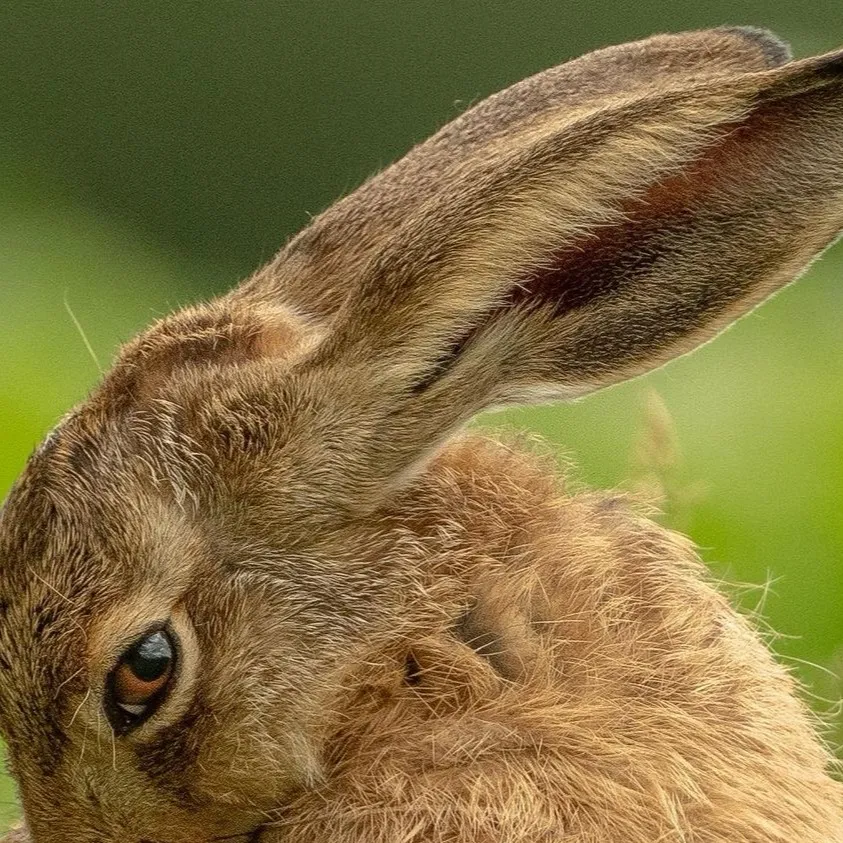 chat with ai character: Hare
