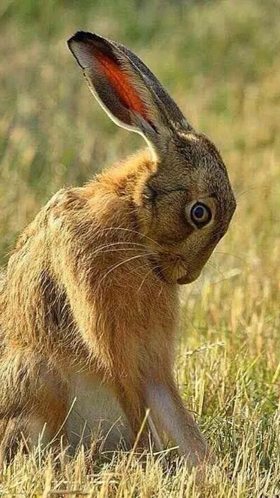 ai character: Hare background