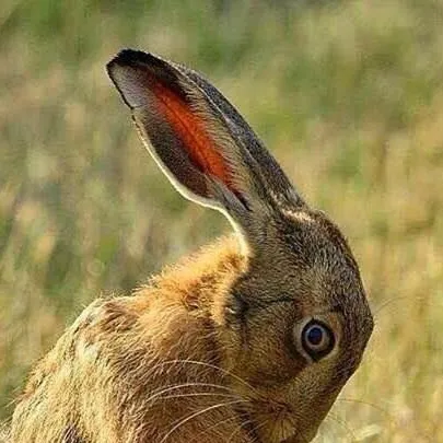 chat with ai character: Hare