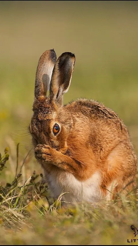 ai character: Hare background