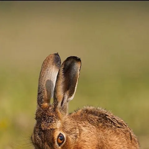 chat with ai character: Hare