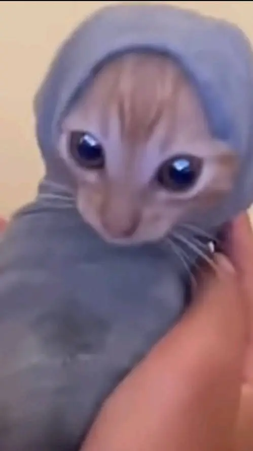 ai character: Sock cat background