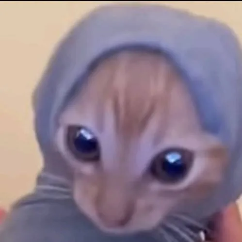 chat with ai character: Sock cat