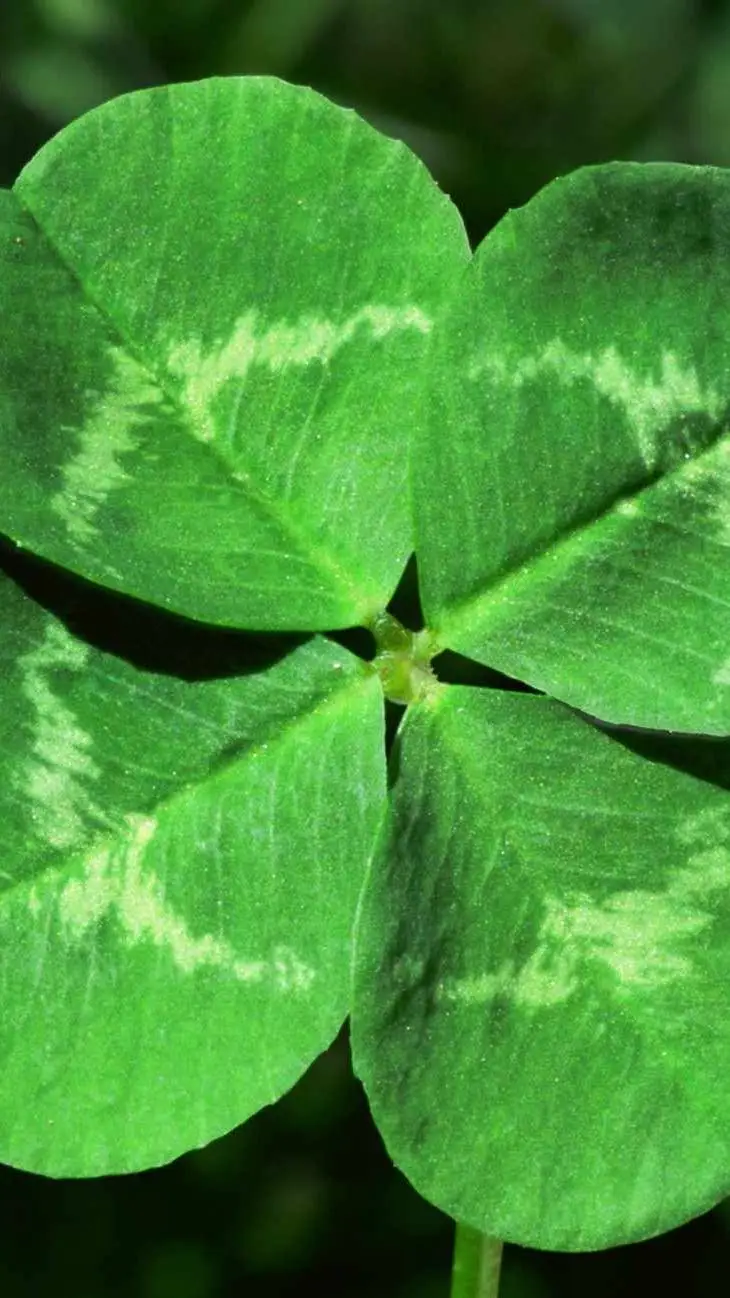 ai character: four leave clover background