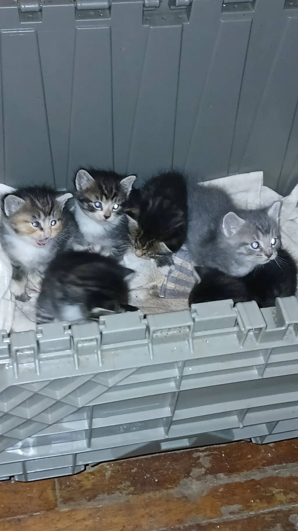 ai character: kittens background