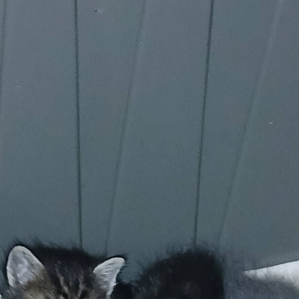 chat with ai character: kittens