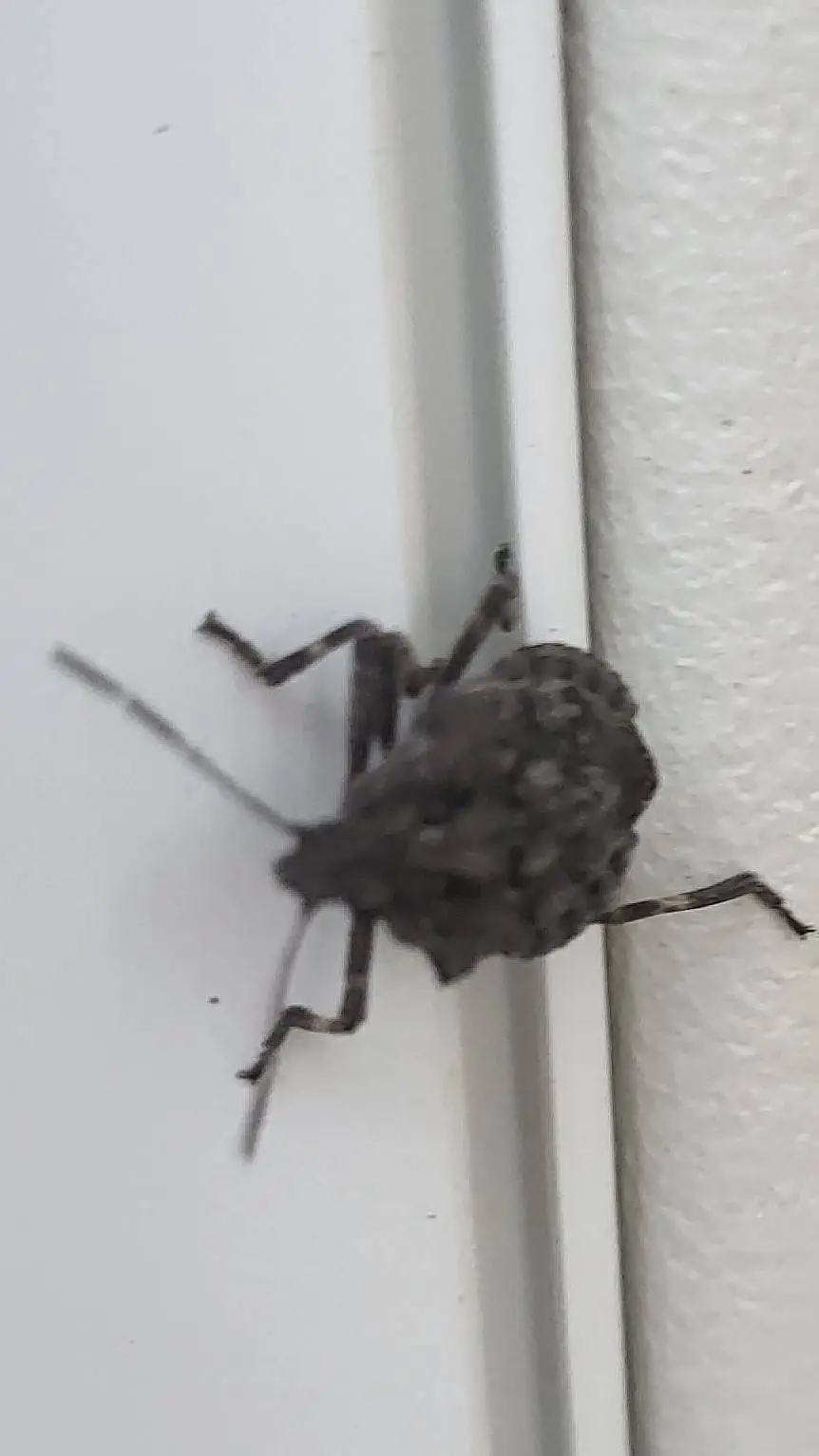 ai character: Inoaoi background