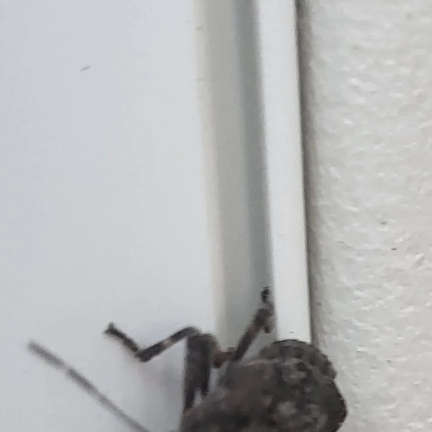 chat with ai character: Inoaoi