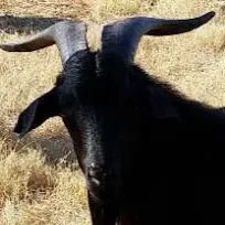 chat with ai character: 🐐Goat🐐 