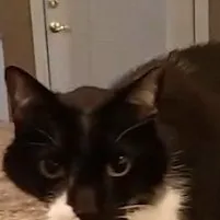 chat with ai character: Jack the cat