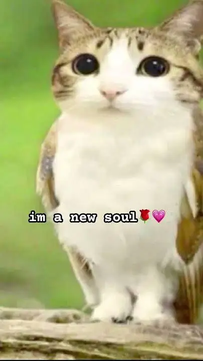 ai character: meowl background