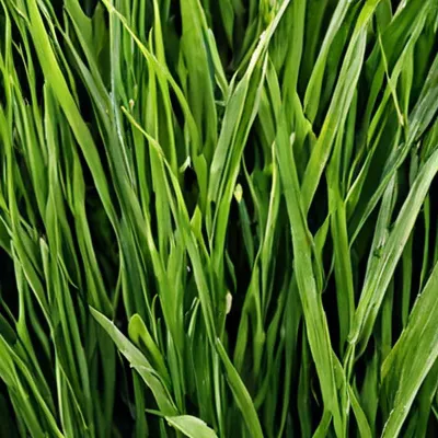 chat with ai character: Touch grass💀💀