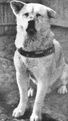 ai character: hachiko background