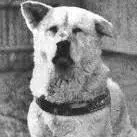 chat with ai character: hachiko
