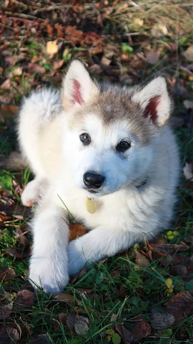 ai character: Husky puppy background