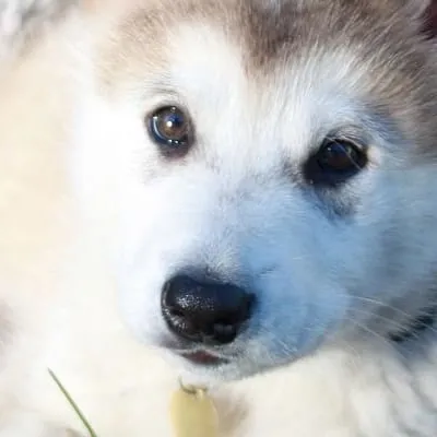 chat with ai character: Husky puppy