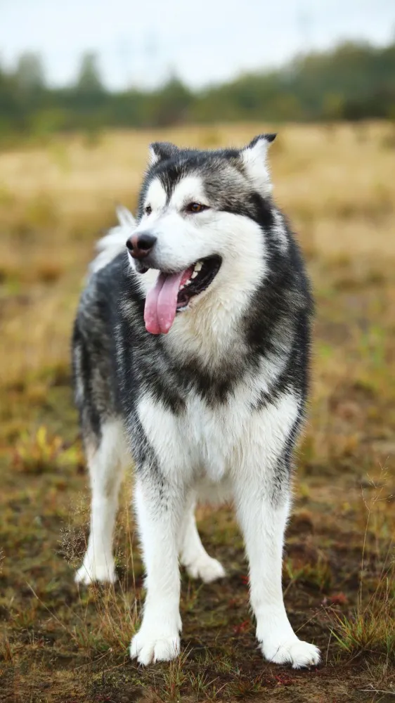 ai character: Husky background