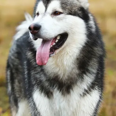 chat with ai character: Husky