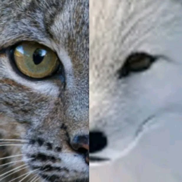 chat with ai character: fox and linx