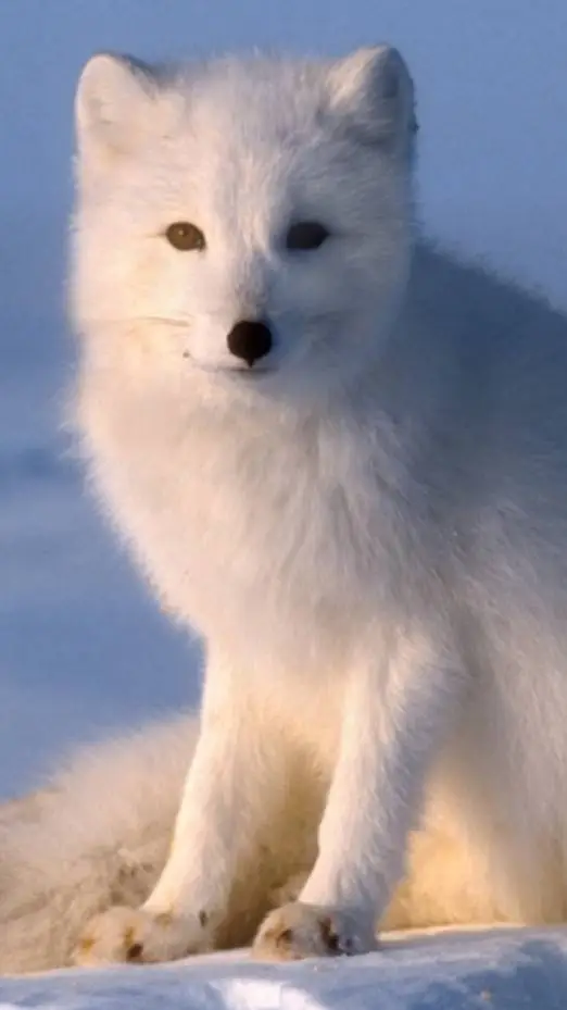 ai character: Arctic fox background