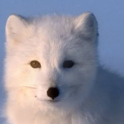 chat with ai character: Arctic fox
