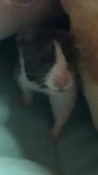 Talkie AI - Chat with Mochi