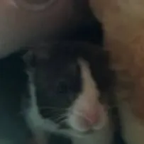 chat with ai character: Mochi