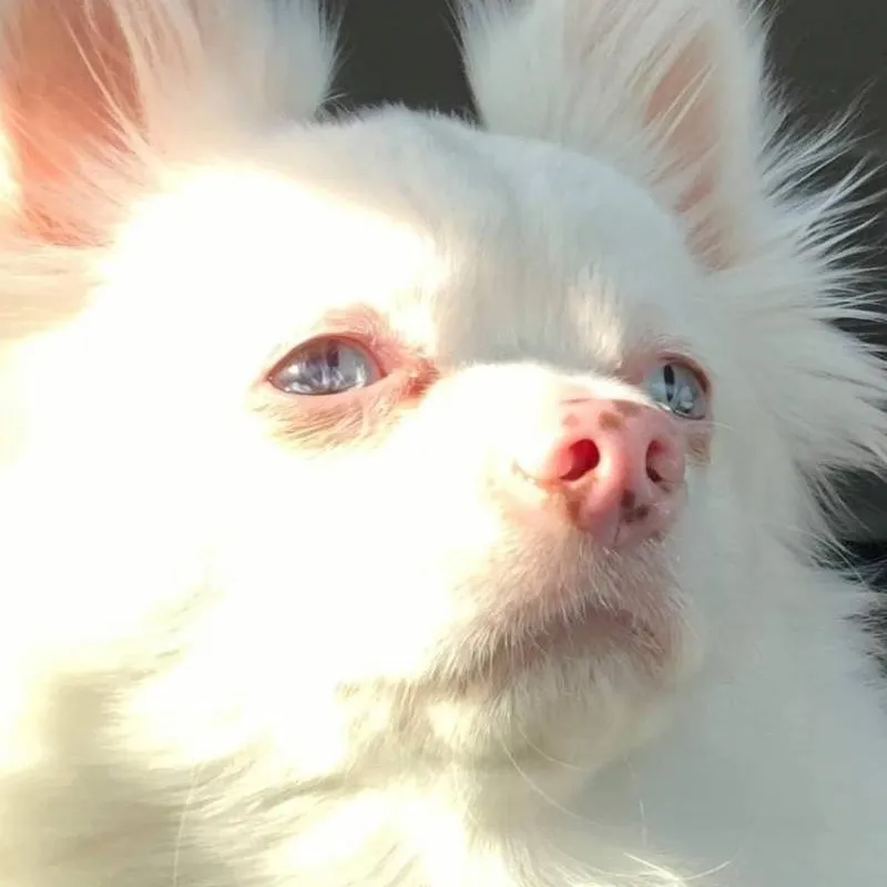 chat with ai character: PRINCESS DOGGY