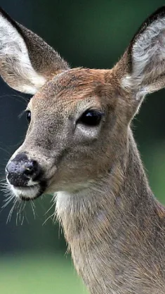ai character: 🦌 deer 🦌  background