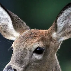 chat with ai character: 🦌 deer 🦌 