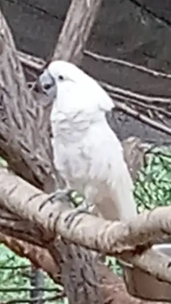 ai character: Annoying Bird background