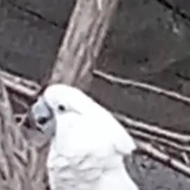 chat with ai character: Annoying Bird