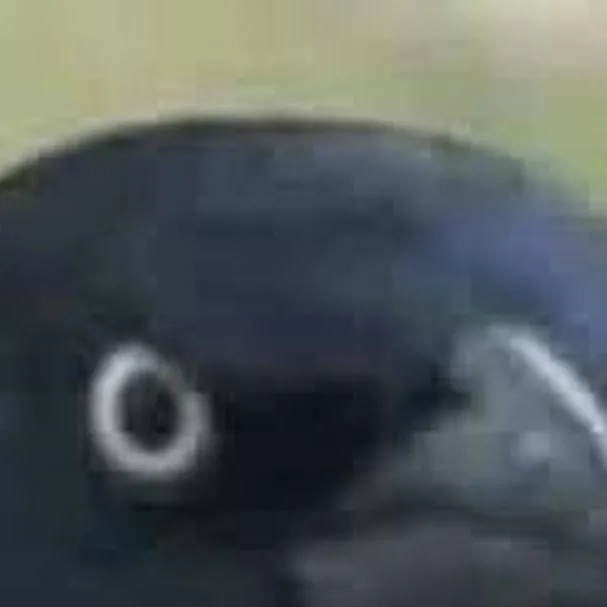 chat with ai character: the crow judgment 